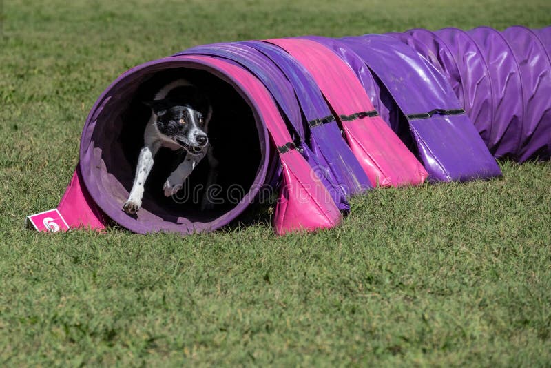 Dog Agility in Action. the Dog Exiting the Tunnel. Stock Photo Image