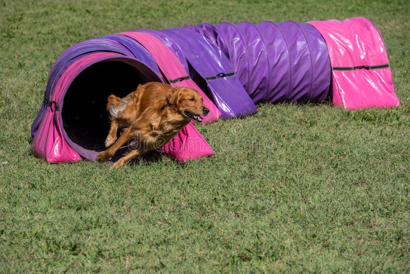 Dog Agility in Action. the Dog Exiting the Tunnel. Stock Photo Image