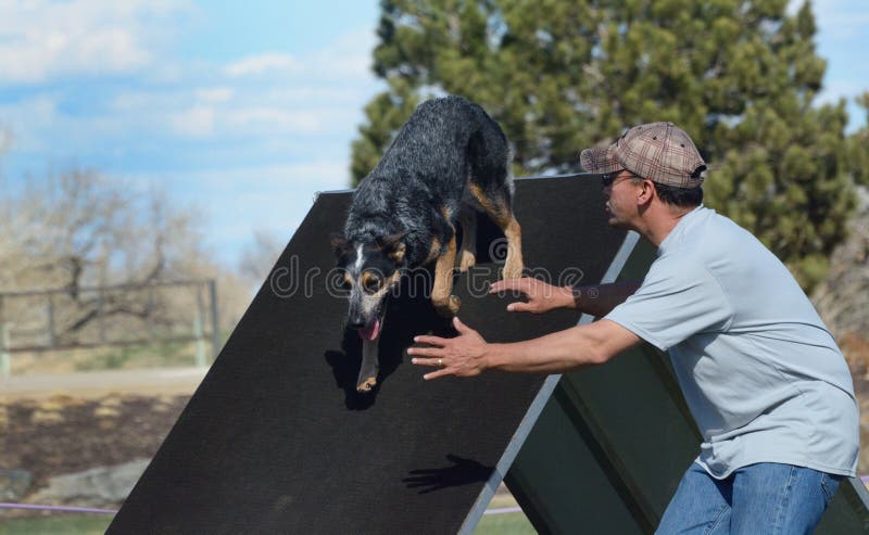 cattle dog agility