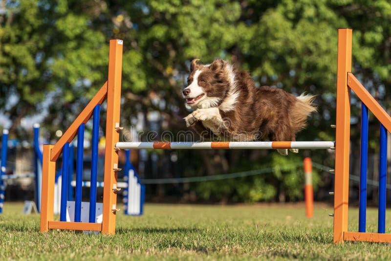Dog agility competition stock photo. Image of show, fast 252622792