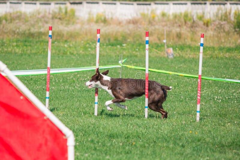 Dog in Agility Competition Set Up in Green Grassy Park Stock Image