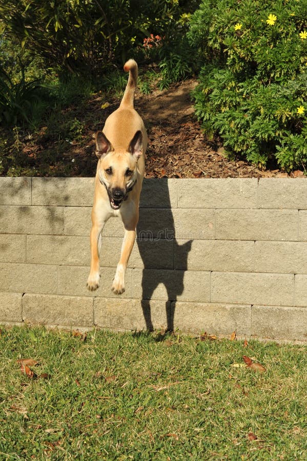 dog jumping over wall