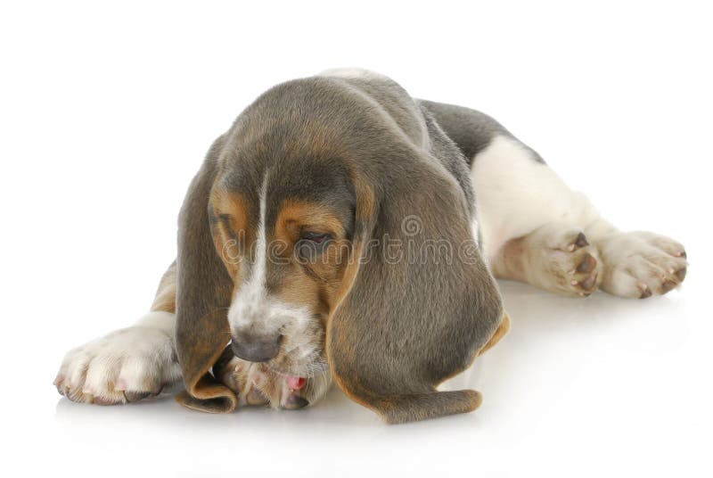 Dog allergies - basset hound puppy licking foot with possible skin allergies