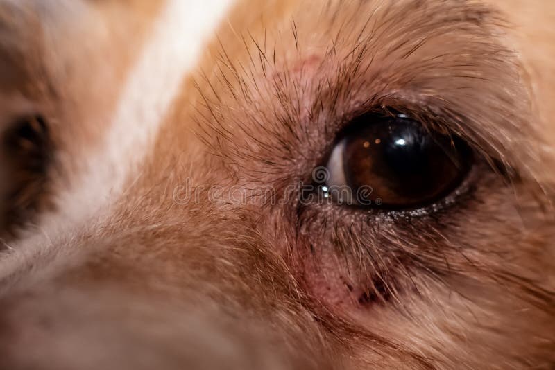 Dog Allergy Itchy Eyes Skin And Fur Disease Closeup Scratches Stock