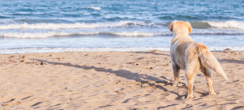 The dog alone on the beach sand looking out to sea.