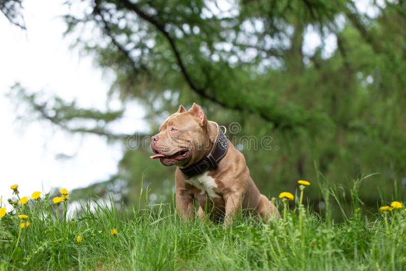 Premium Photo  English bulldog and american bully playing in the meadow..