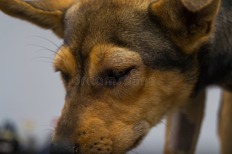 Dog with Anaphylactic Reaction after Vitamin K Injection Stock Photo