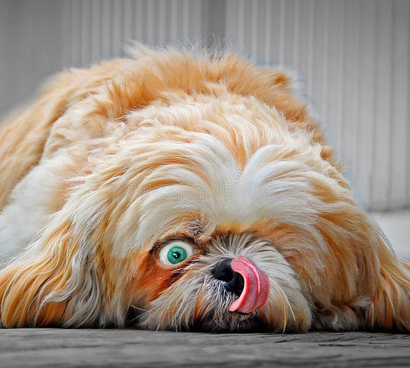 Dog Animal Lick Licking Nose Lips Wide Eye Open Animals Dogs Funny Clever Cute Character Personality Pets Pet Stock Image - Image of personality, dogs: 164364163 Dog Animal Lick Licking Nose Lips Wide Eye Open Animals Dogs Funny Clever Cute Character Personality Pets Pet Stock Image - Image of personality, dogs: 164364163