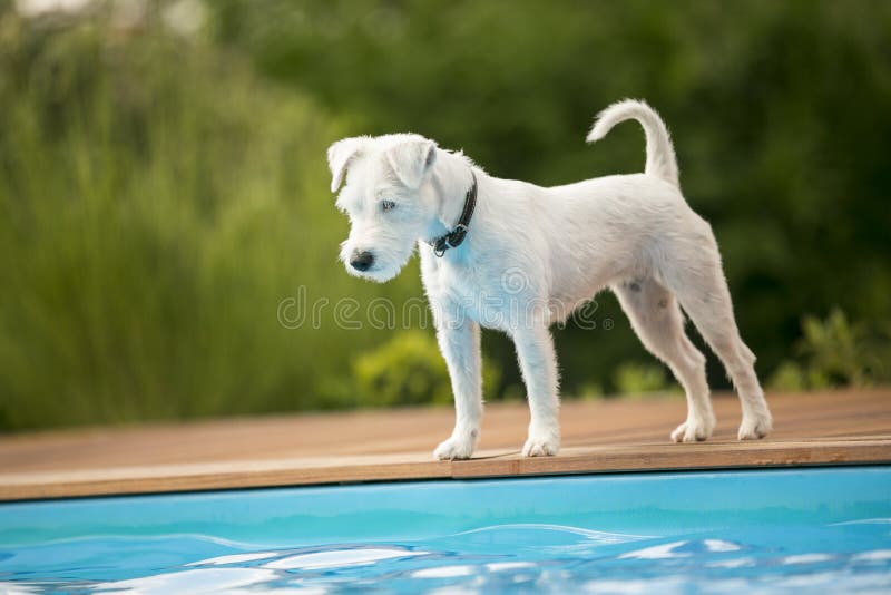Dog anseendet på kanten av simbassängen som väntar arkivbild Dog anseendet på kanten av simbassängen som väntar arkivbild