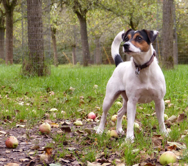 Dog in apple orchard stock image. Image of russell, forest 90676555