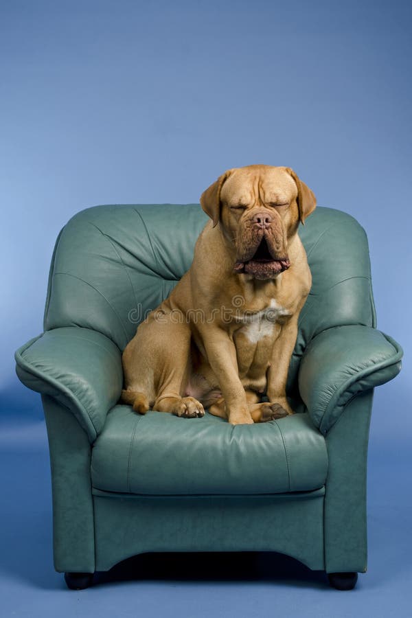 Dog on a armchair yawning stock photo. Image of facial 24104470