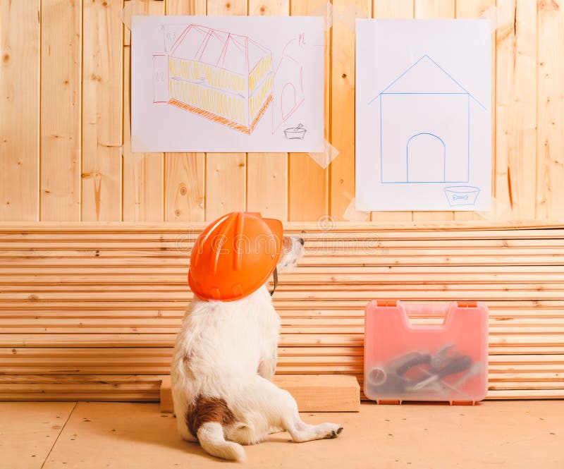 198 Dog Hard Hat Construction Stock Photos Free & RoyaltyFree Stock
