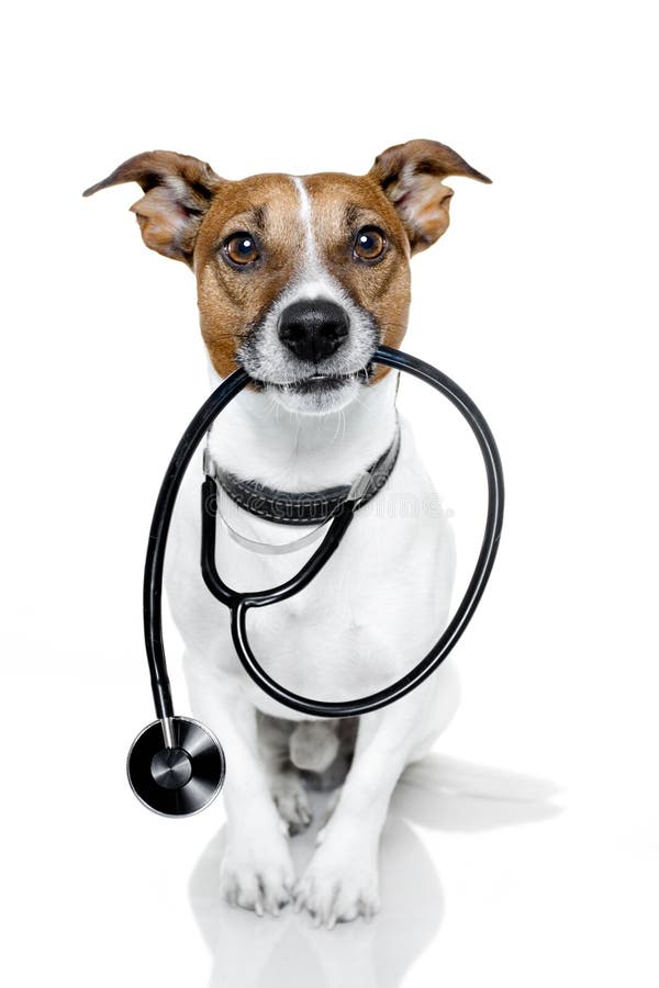 Download Dog as a nurse stock image. Image of nurse, pressure - 23515771