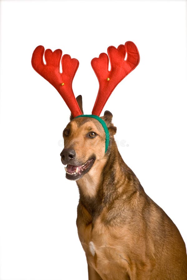 Dog As Rudolf the Red Nose Reindeer Stock Image Image of humor, tale