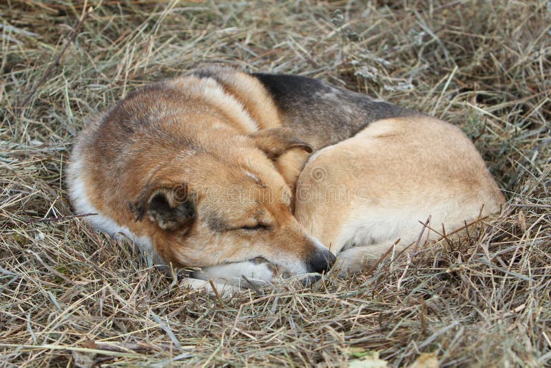 The dog asleep on the hay stock image. Image of black 105523183