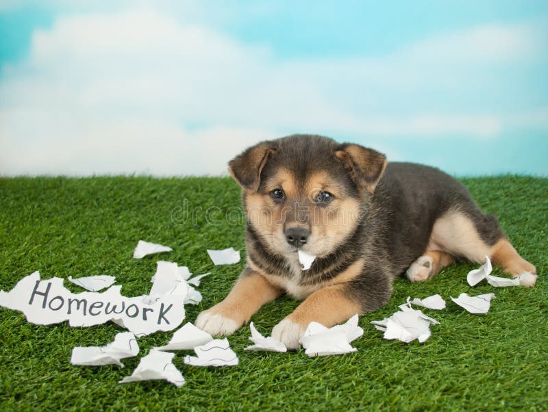 the dog ate my homework the dog ate my homework