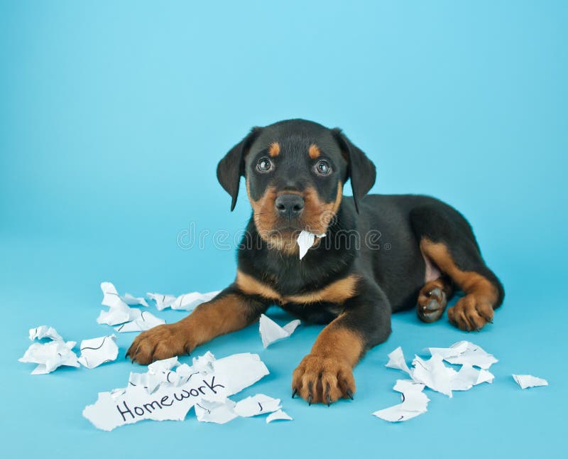 The Dog Ate My Homework!!! stock photo