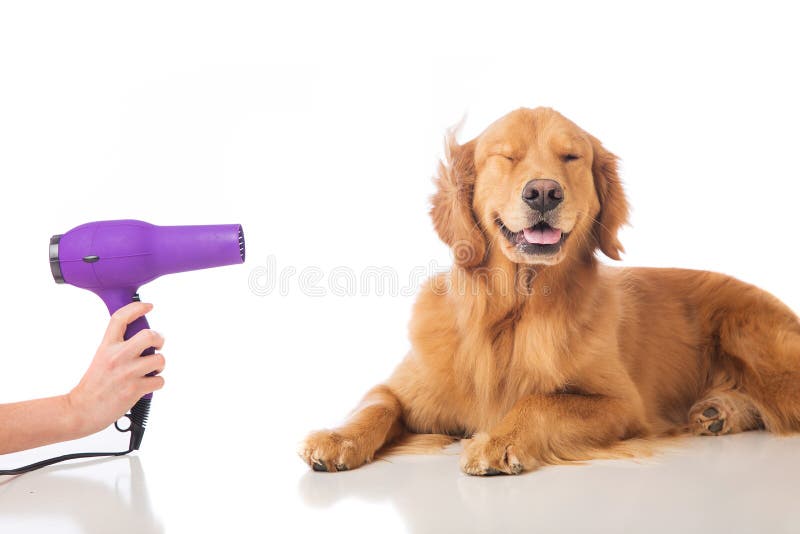 Dog att ansa arkivfoto