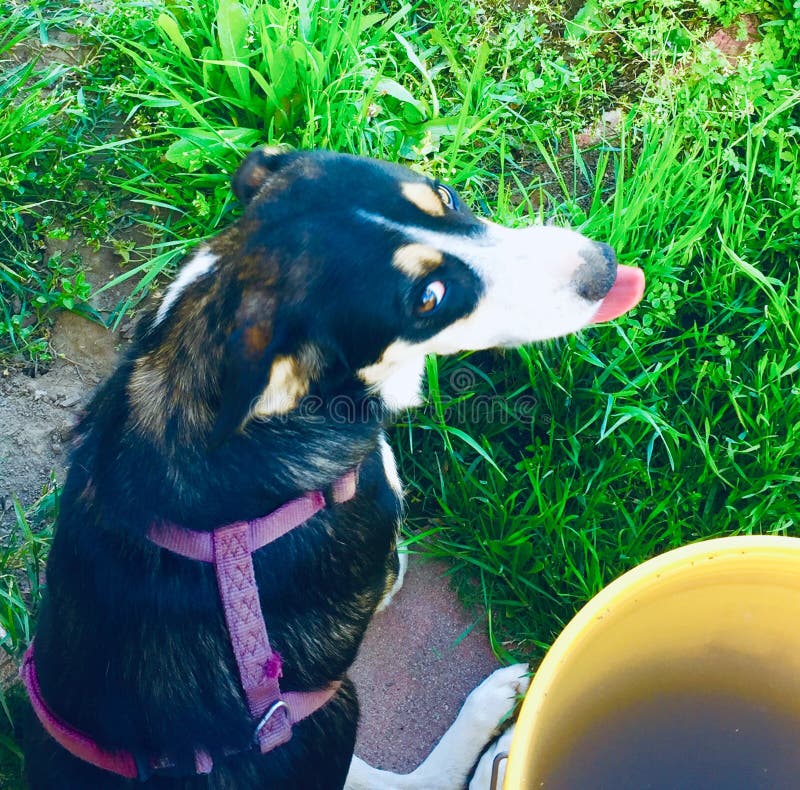 Dog with Attitude stock image. Image of funny, attitude 218178653