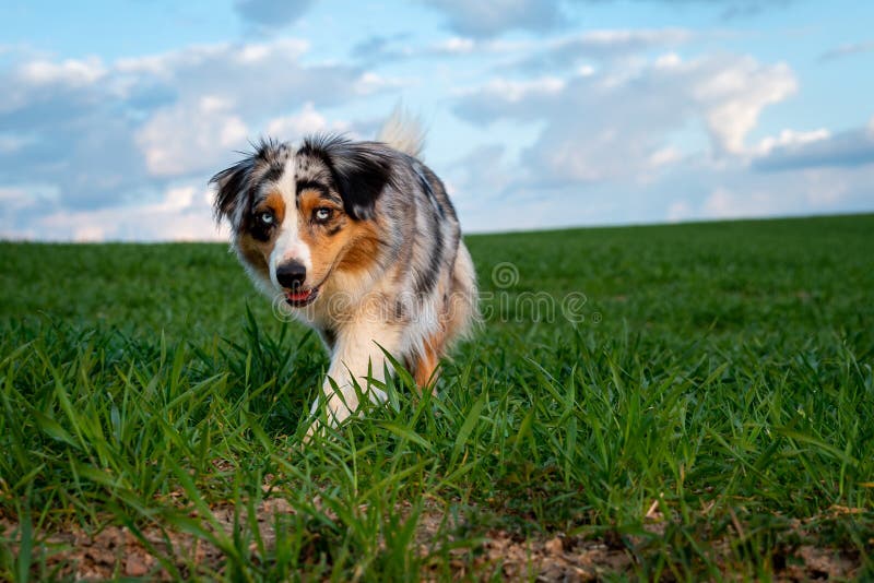 Dog Australian Shepherd Running Blue Merle in Nature on Green Field ...