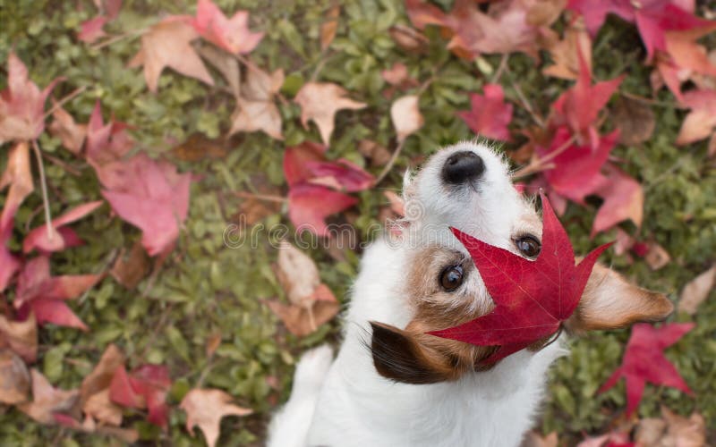 DOG AUTUMN LEAVES. ADORABLE PORTRAIT OF A JACK RUSSELL TERRIER W