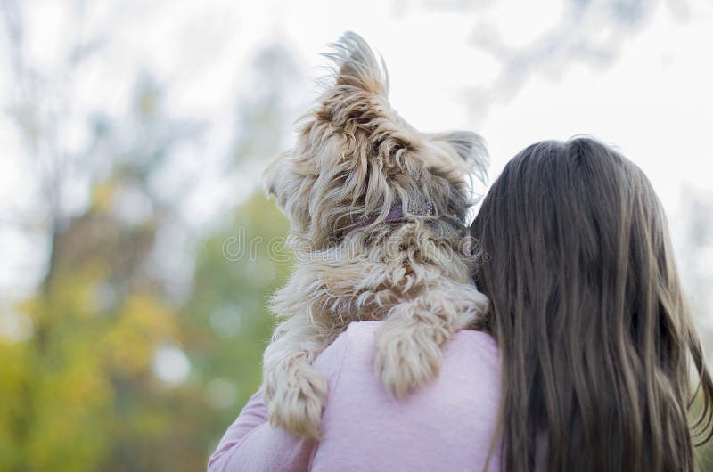 York Walking and Hiking in the Park. Beautiful and Cute York Terrier ...