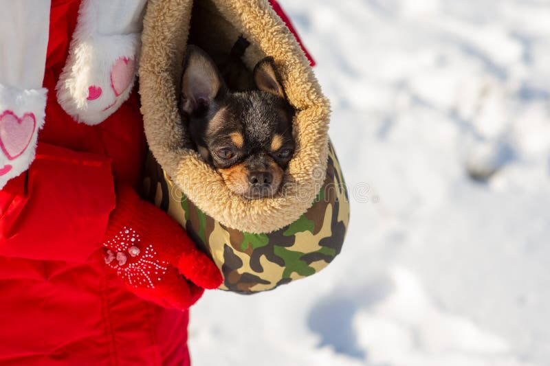 Dog in bag. Chihuahua in a carrying bag for dogs in winter. Chihuahua in winter clothes in the snowy season