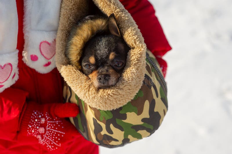 Dog in bag. Chihuahua in a carrying bag for dogs in winter. Chihuahua in winter clothes in the snowy season