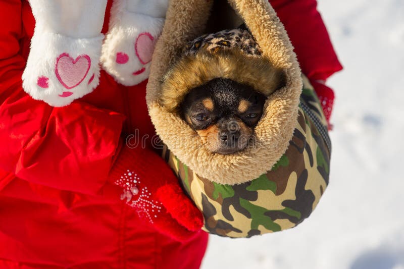 Pes v tašce. Čivava v přenosné tašce pro psy v zimě. Čivava v zimním oblečení v období sněhu