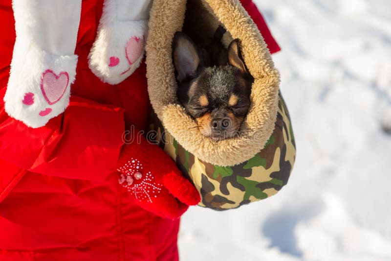 Pes vo vreci. Čivava v prenosnej taške pre psov v zime. Čivava v zimnom oblečení v období snehu