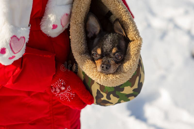 Dog in bag. Chihuahua in a carrying bag for dogs in winter. Chihuahua in winter clothes in the snowy season