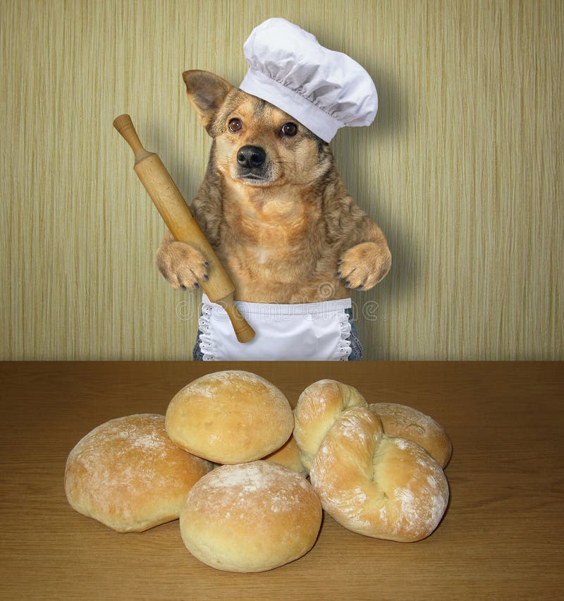 Dog baker made bread 2 stock image. Image of cook, kitchen 162531231