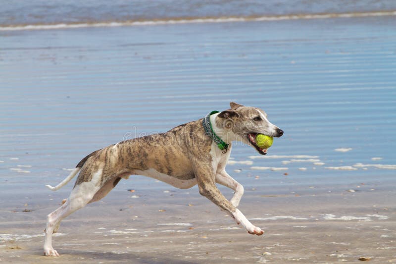 Dog with ball