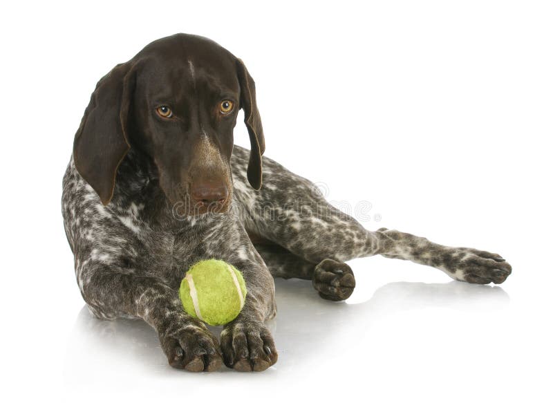 Dog with tennis ball stock photo. Image of award, little 24595960