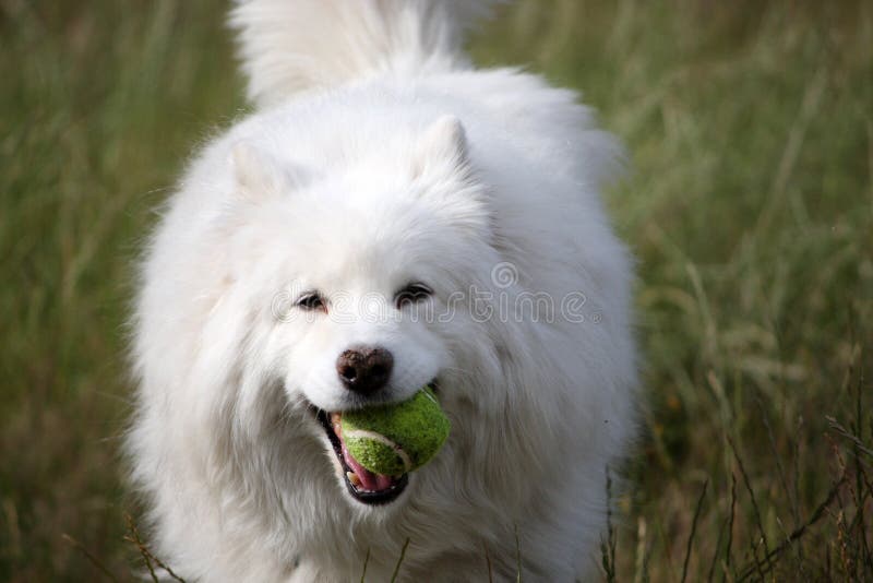 Dog and ball stock image. Image of pets, face, happy, nose 6326819