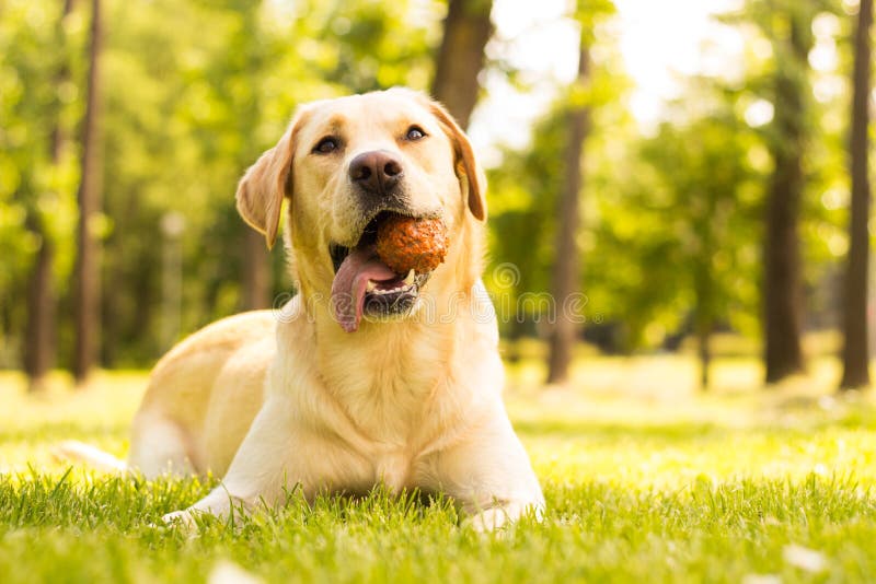 Dog with a ball in mouth