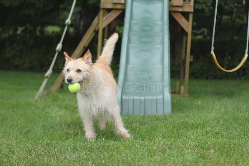 Dog with ball in playgruond