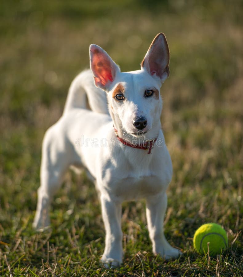 Dog and ball