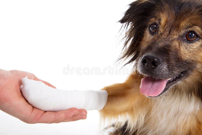 824 Dog Bandage Paw Stock Photos Free & RoyaltyFree Stock Photos