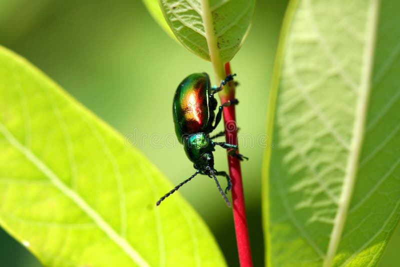 Dog-bane Leaf Beetle