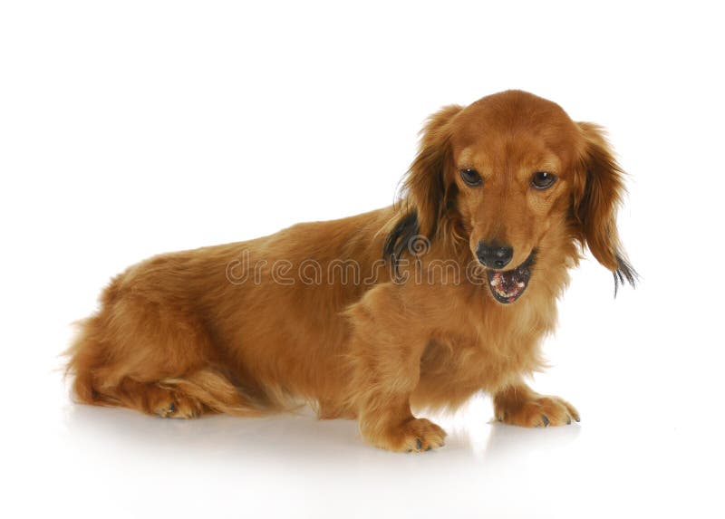 Dog barking stock image. Image of smell, canine, long 18291979