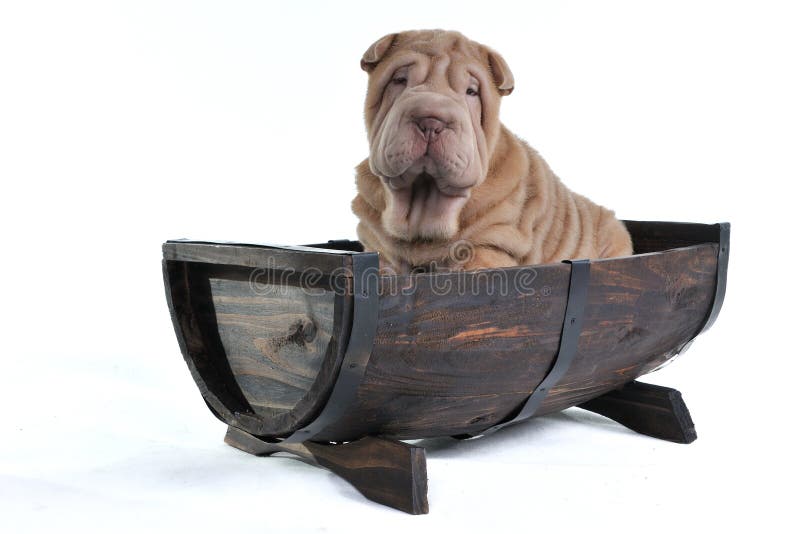 Dog in a Barrel stock photo. Image of fisherman, nature 14857422