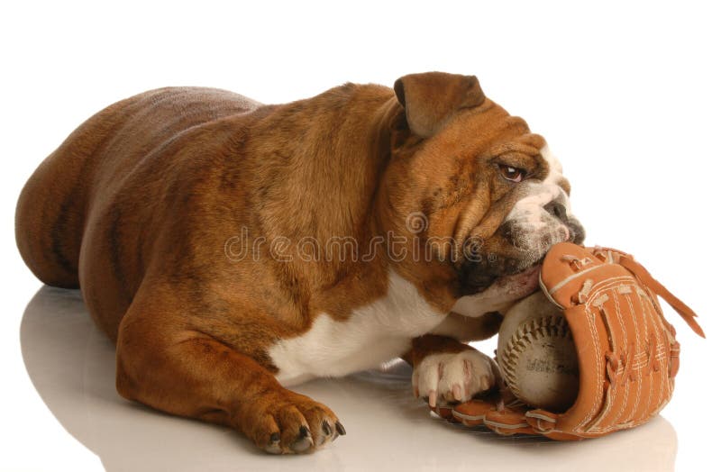 Dog with baseball glove stock photo. Image of life, canine 6933378