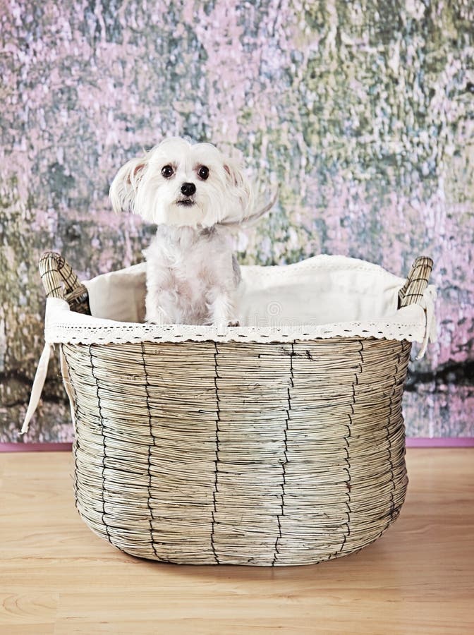 Dog in basket stock image. Image of posed, naughty, pose 31169171