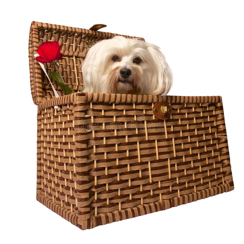 Dog In Basket Royalty Free Stock Photography Image 35095277