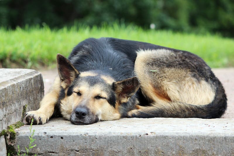 Dog is Basking in the Sun while Lying in the Park. Stock Photo Image