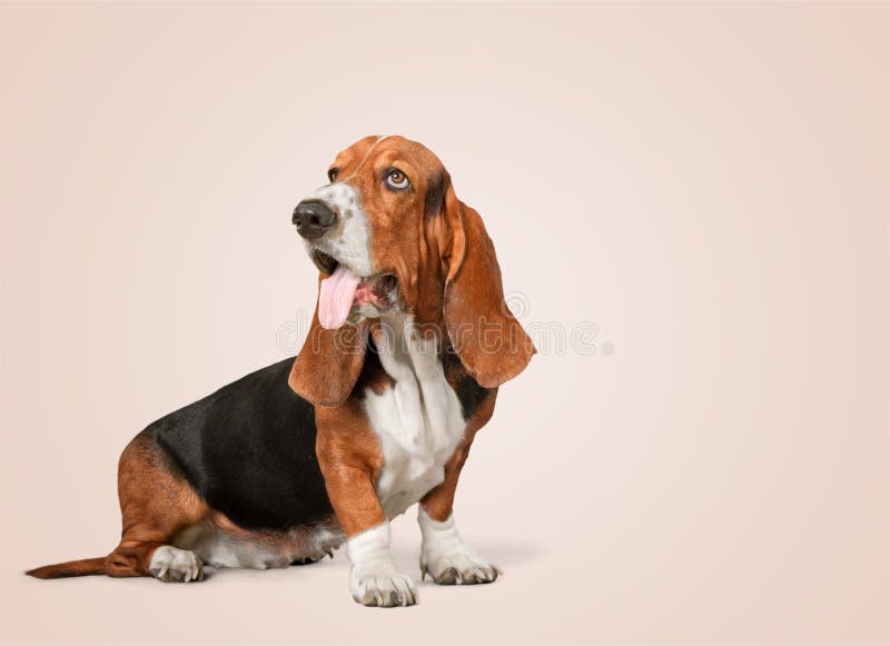 Basset Hound Hush Puppies Photos Free & Royalty-Free Stock Photos from Dreamstime