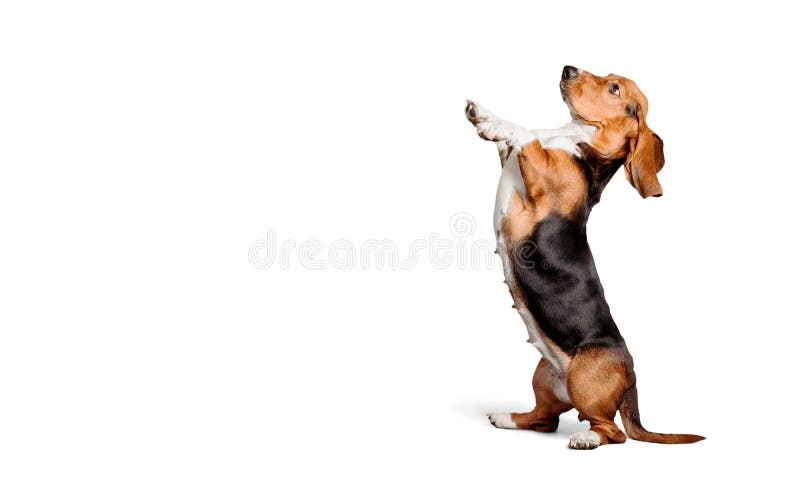 A Basset Puppy Dog Looking Sad Stock Photo - Download Image Now - Hush  Puppies, Basset Hound, Dog - iStock