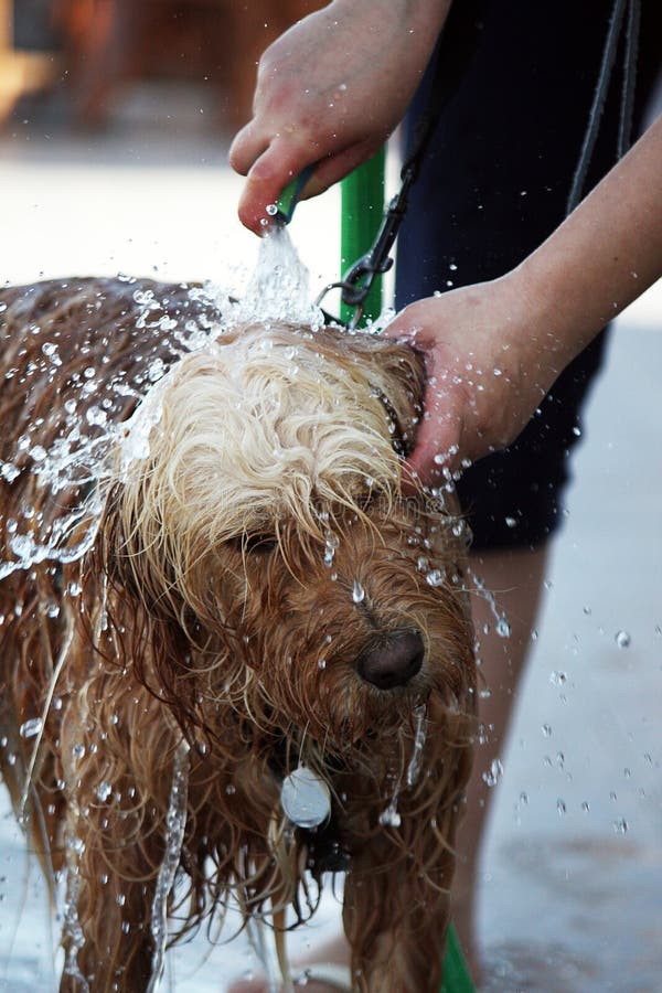 Dog on the bath