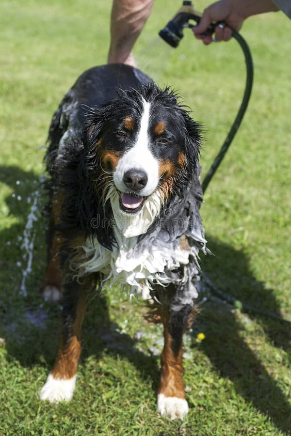 11,213 Dog Bath Stock Photos Free & RoyaltyFree Stock Photos from